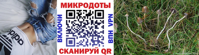 купить   Славянск-на-Кубани  это Telegram  Псилоцибиновые грибы ЛСД 